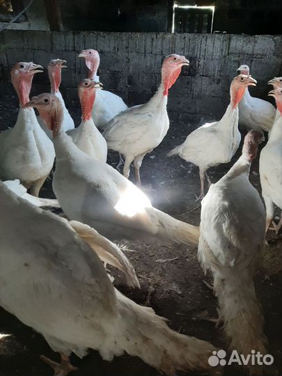 Индюки бройлеры