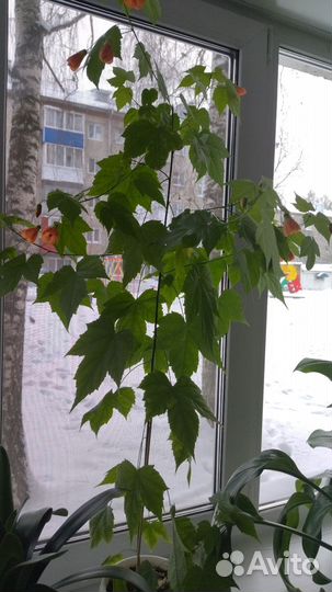 Комнатные цветы