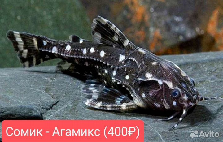 Сомики