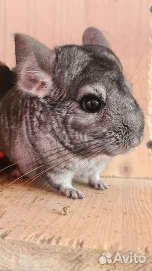 Серебристая шиншилла