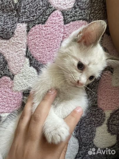 Котенок девочка в добрые руки