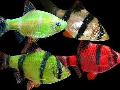 Барбус Гонконг "GloFish"