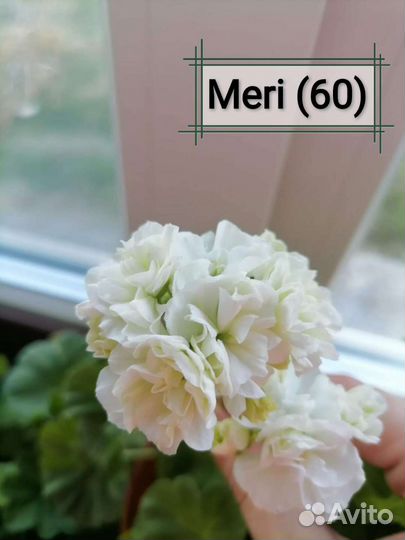 Пеларгонии