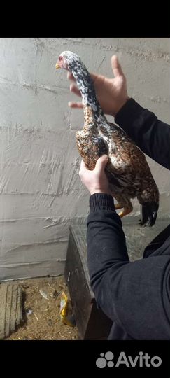 Бойцовые петухи