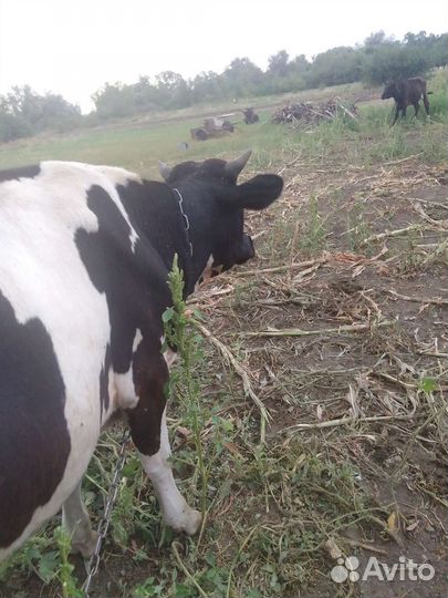 Бычки и телки