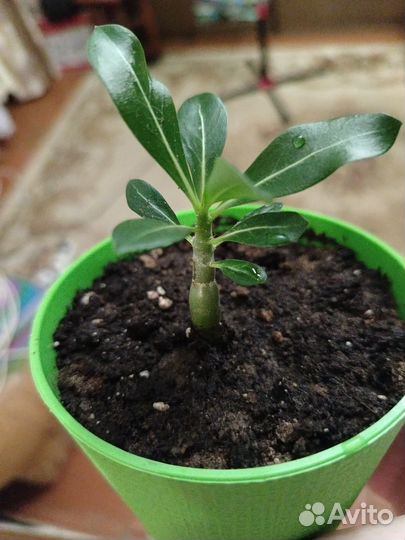 Адениум(роза пустыни)