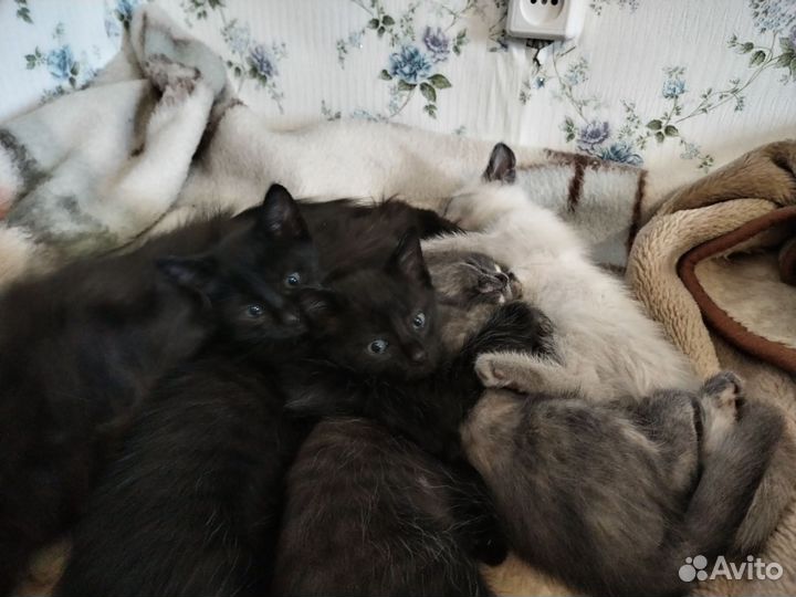 Отдам котят котов