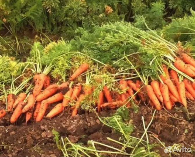 Морковь и свекла оптом