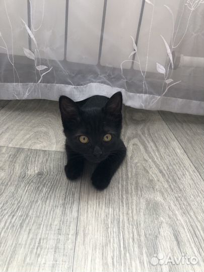 Черный котенок в добрые руки бесплатно