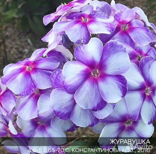 Флоксы метельчатые