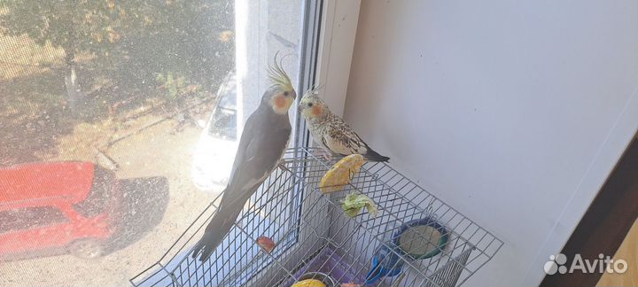 Пара попугаев карелл