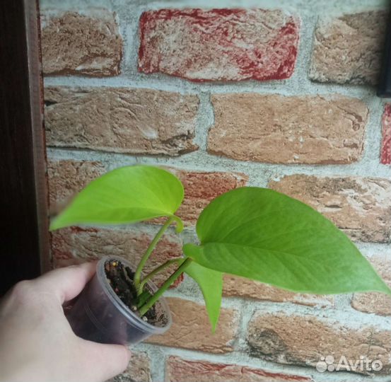 Сциндапсусы, эпипремнумы