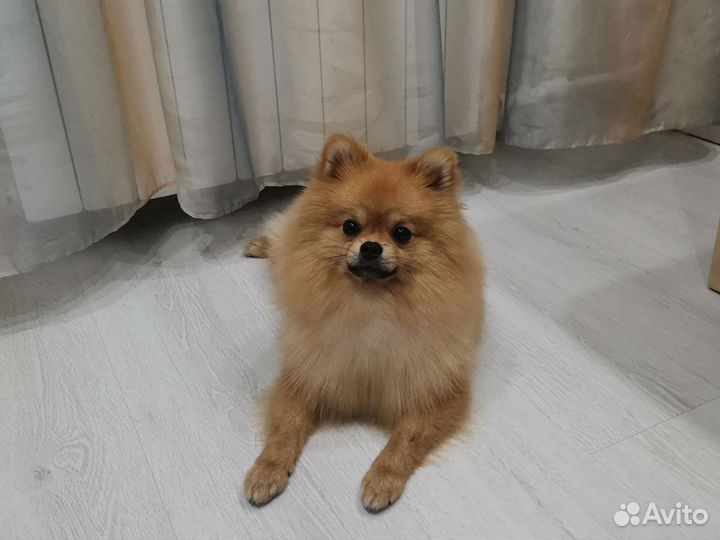 Померанский шпиц вязка