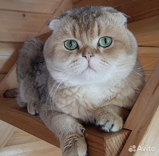 Шотландский кот вязка