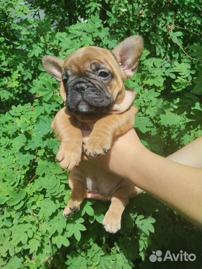 Щенок французского бульдога