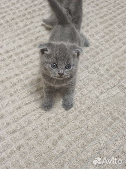 Шотландские котята