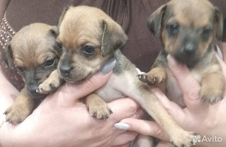 Мини той-терьер щенки