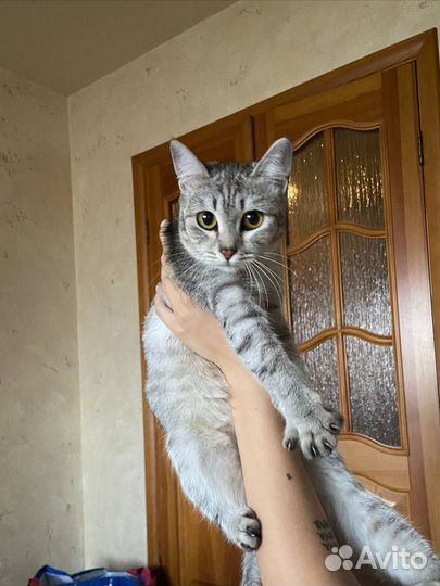 Кошки в добрые руки бесплатно