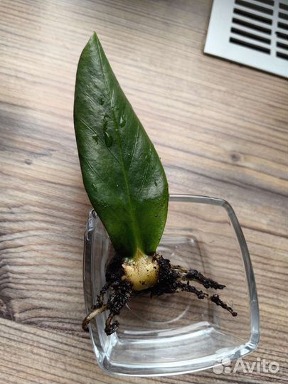 Замиокулькас