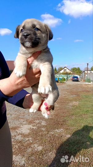 Двортерьер в добрые руки