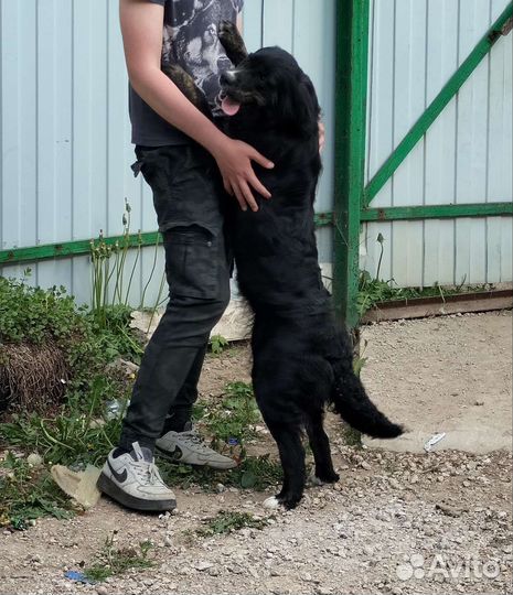 Собаки бесплатно