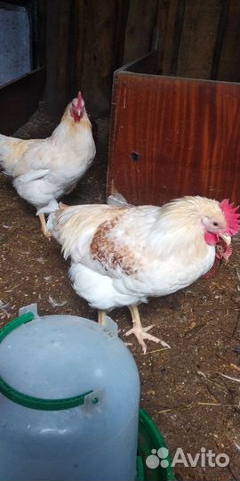 Молодые петухи