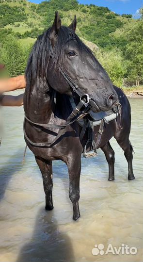 Карачаевский жеребец
