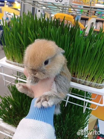 Продам декоративного кролика баран