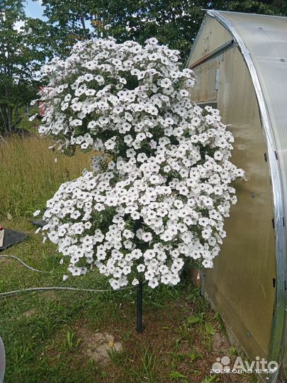 Дерево для петунии