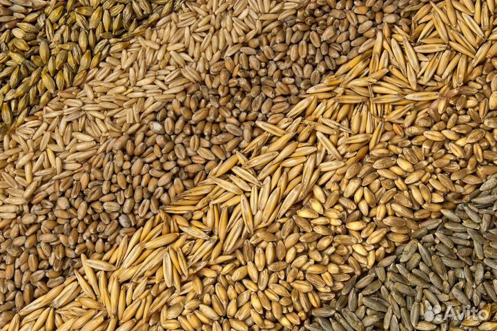 Комбикорма и зерно