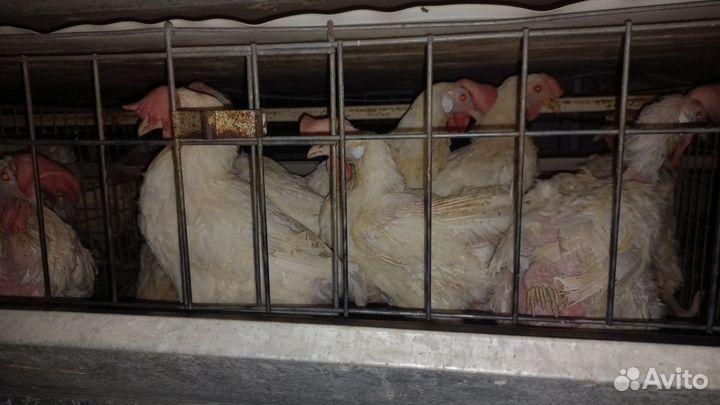 Куры несушки