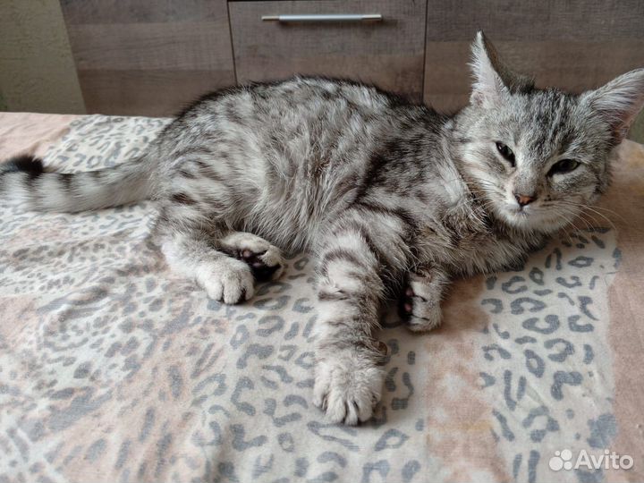 Кошка в дар