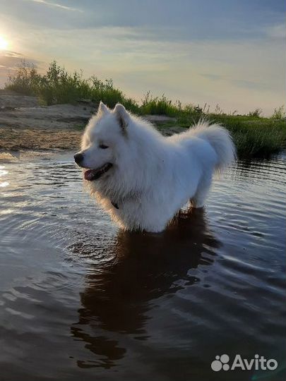 Самоед ищет подружку