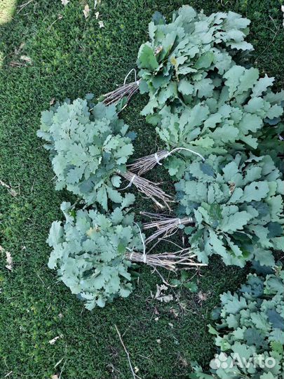 Березовые и дубовые веники