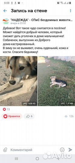 Собака в добрые руки