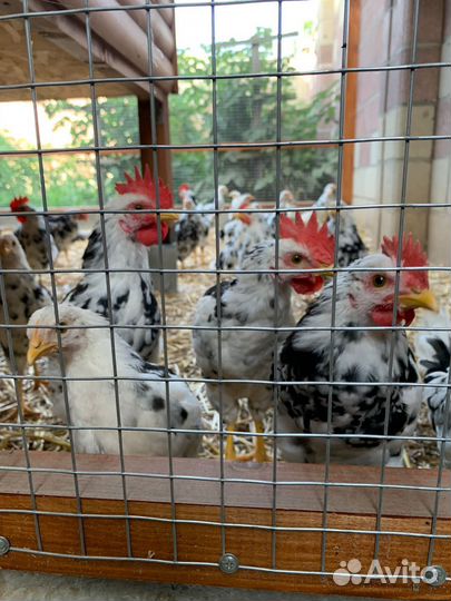 Петух Легорн-Долматинец