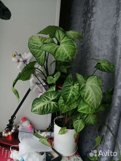 Цветы разные