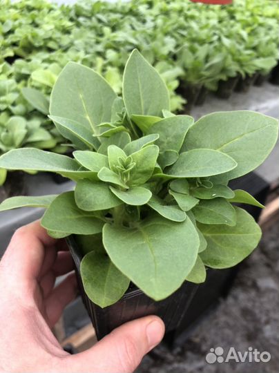 Рассада цветов