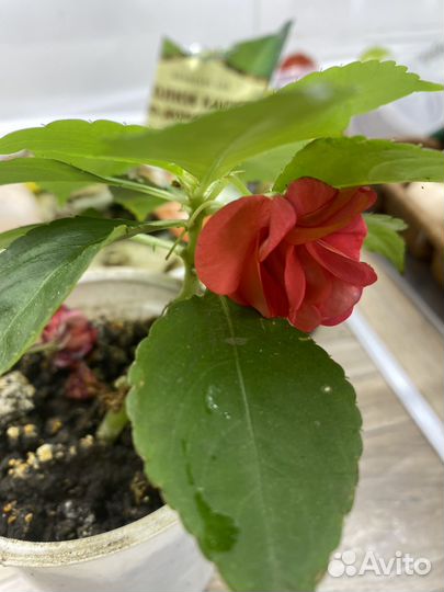 Комнатные растения цветы