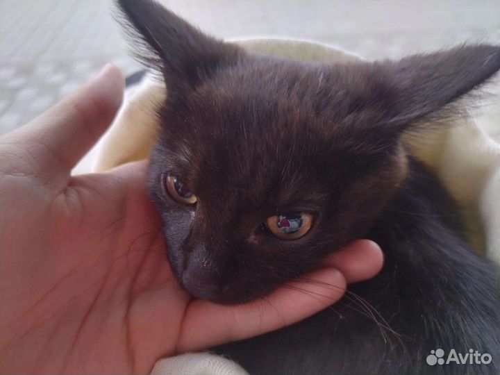 Отдам котёнка (3 месяца)