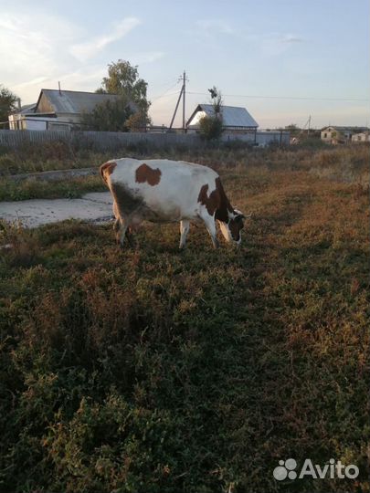 Корова дойная