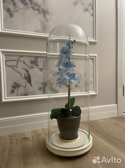 Стеклянный большой клош (колба, колпак, купол)