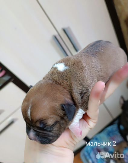 Щенки Американского стаффордширского терьера