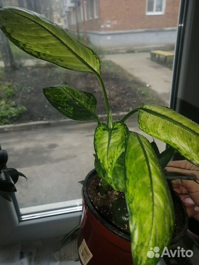 Шефлера, диффенбахия