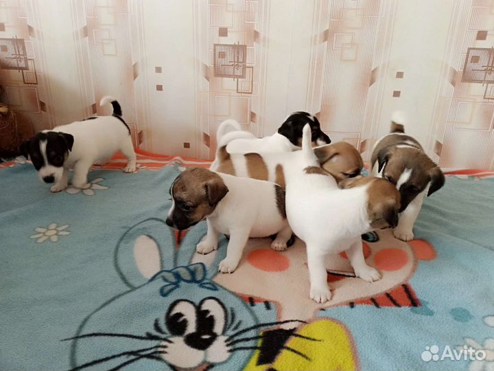 Щенки джек рассел терьер