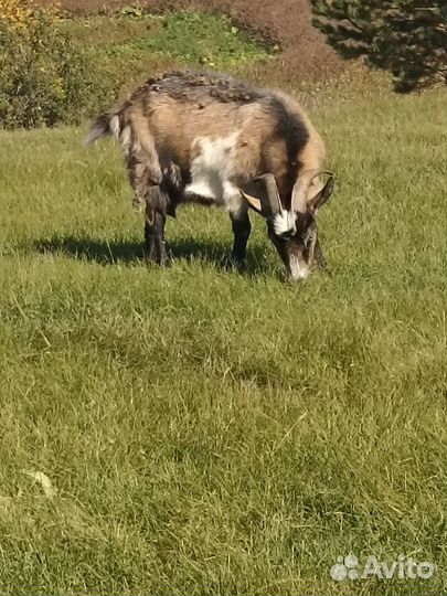 Продаю коз.Одна с козлятами, другая без