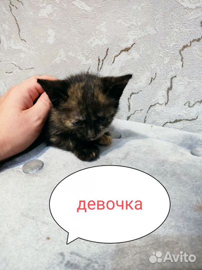 Котята