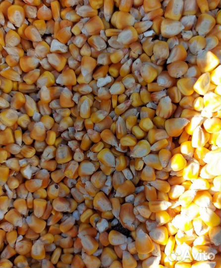 Соя, Рожь озимая на корм