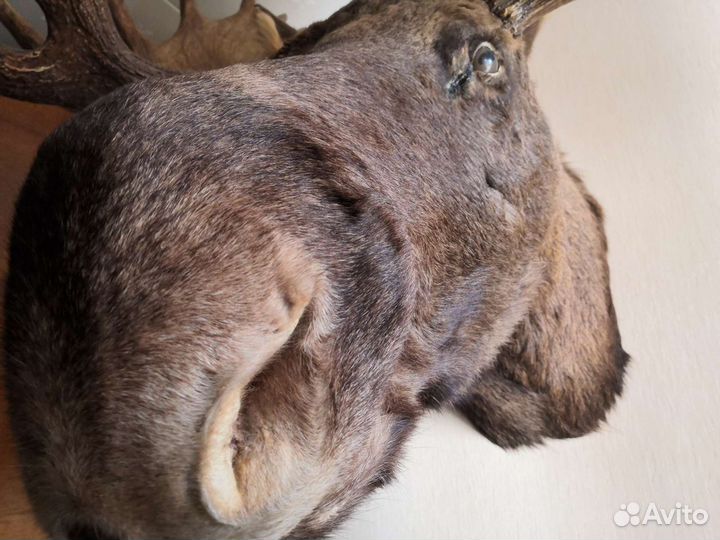 Чучело лося