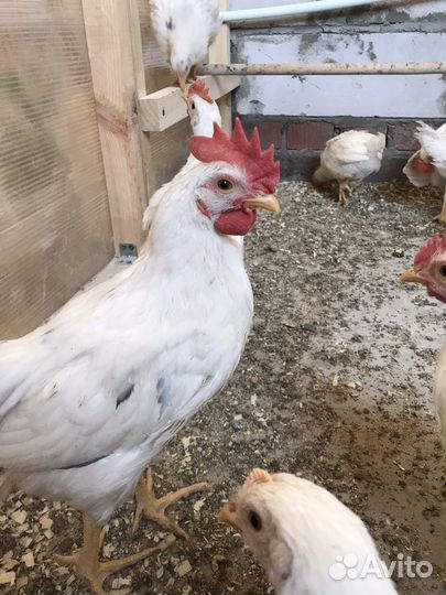 Молодые петухи